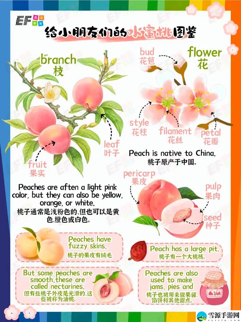 美丽的桃子2意大利语来源