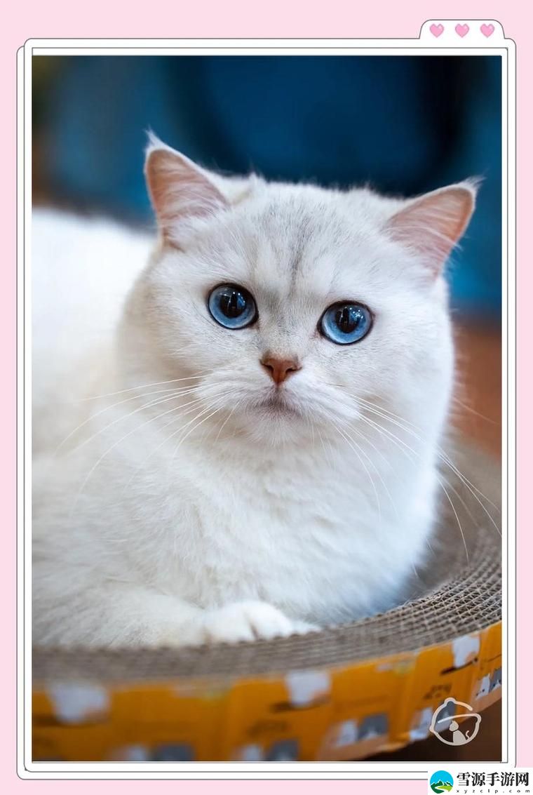 芭乐小猪草莓猫咪绿巨人，网友：这个组合真是太有趣了！