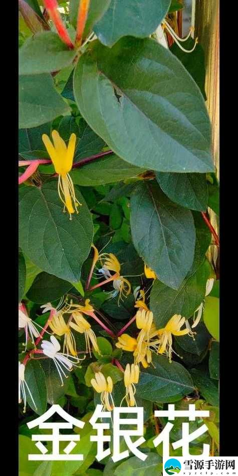  在多肉小镇金银花里，如何培育出最美的多肉植物？