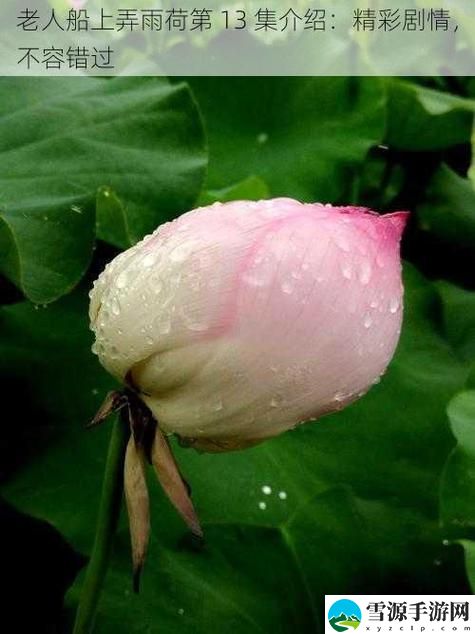 《老人船上弄雨荷》第13集被曝光，用户：期待与惊喜同在