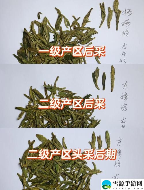 一级产区与二级产区的区别是什么？如何评价它们各自的优势和劣势？