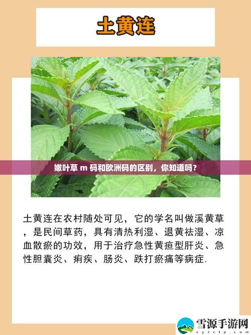嫩叶草M码和澳洲码火爆上线，平台：将为你开启全新舒适体验