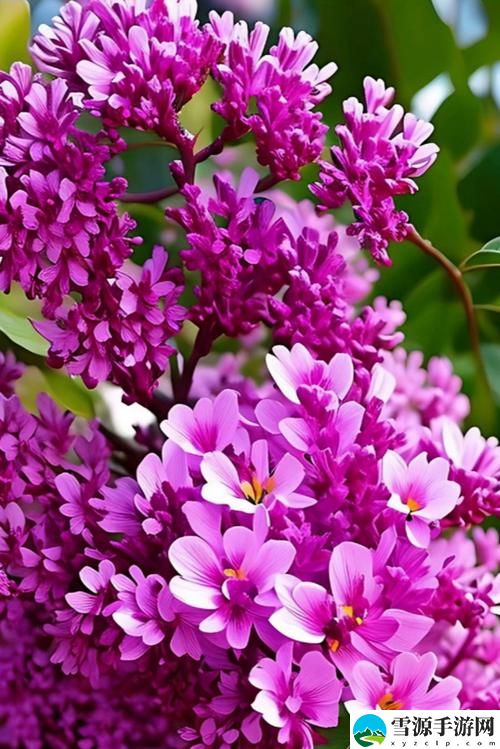想要体验“丁香花高清完整版在线观看”的独特魅力吗？
