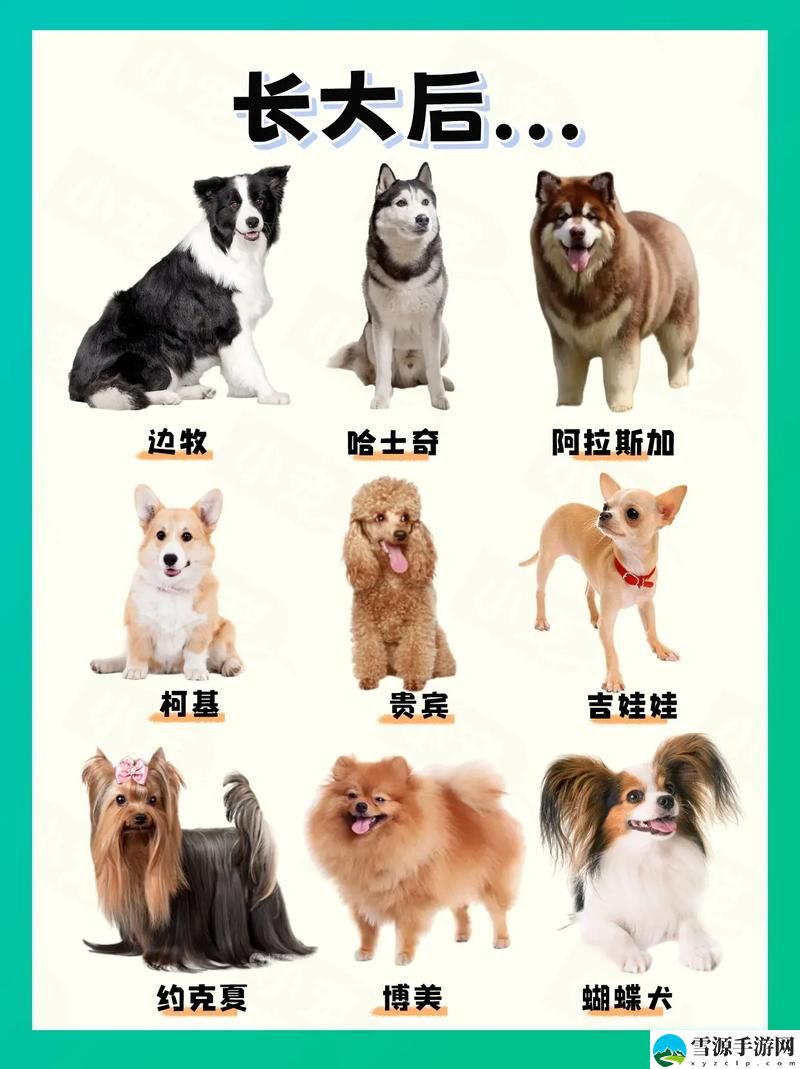 狗儿长大了1—40H期间流畅不卡顿，网友：总算见证了狗狗成长的奇迹！