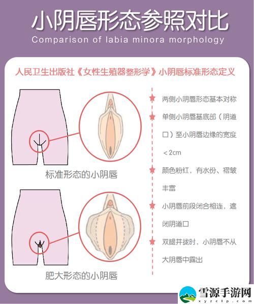 大阴唇上有几个小洞口，平台：女性身体的奥秘与生理健康的重要性