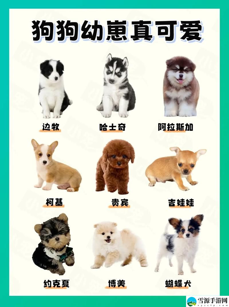 狗儿长大了1—40H期间，网友感叹：小家伙的成长速度真让人惊讶！