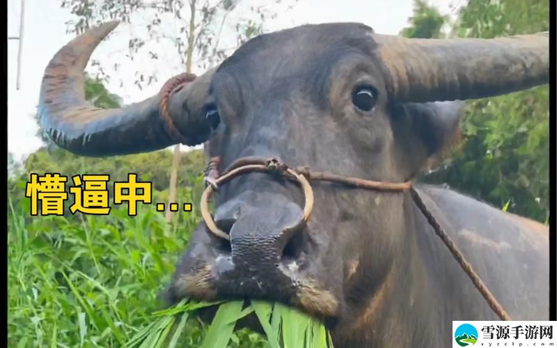 偷吃大牛奶的牛视频上线，网友：这牛也太可爱了吧！