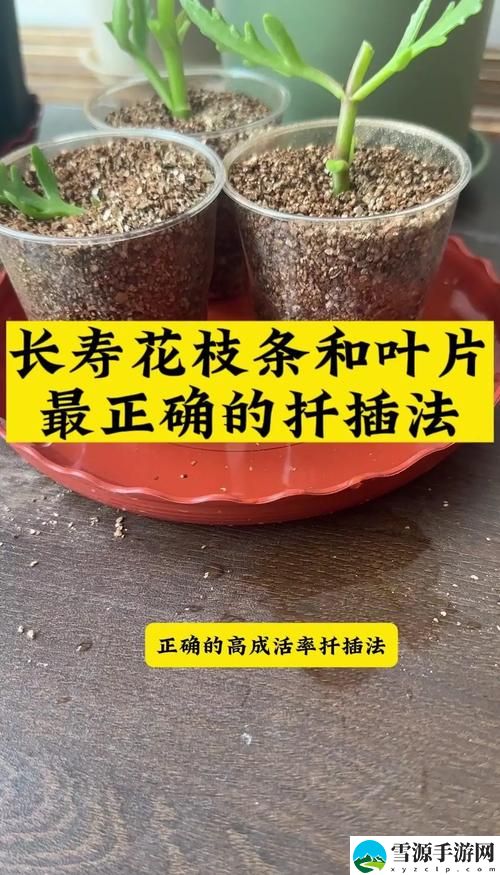  在床上进行植物扦插的72种方法，网友表示：轻松绿化的小秘密！