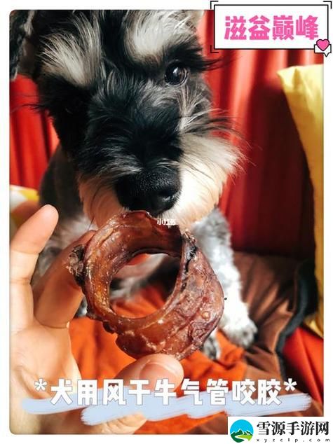 人狗胶配方大全高清4，平台：食材与爱