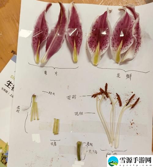 幼枝嫩蕊(1-7)，用户：探索生命的脆弱与坚韧