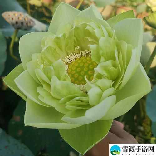 《荷花1777. tⅴknow：为何在当代文化中依旧绽放光彩？》