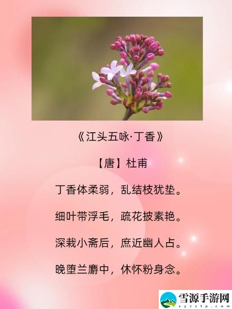 在“亭亭玉月丁香”的映照下，你是否曾思考过心中的宁静与纯净？