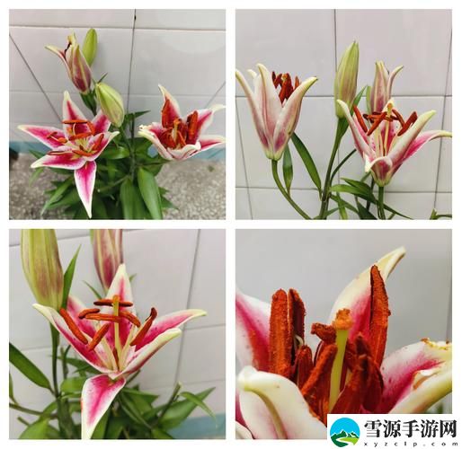 幼枝嫩蕊(1-7)——在生长中我们能寻找哪些生命的启示？