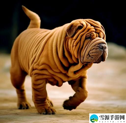AAAA级毛皮最火的一句狗，网友直言：这才是真正的宠物情感！