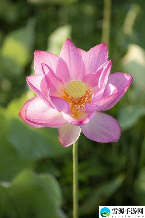 荷花1777. tⅴknow被曝光，用户：这款产品让我重新认识了生活