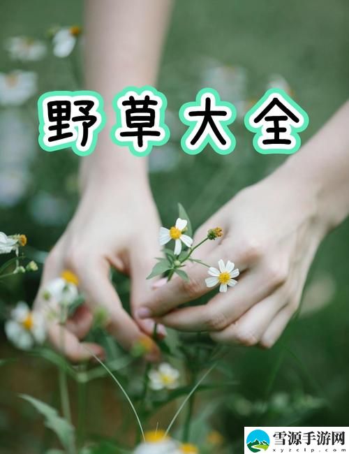  野草视频在线观看污版稳居榜首，网友：这不仅仅是视频